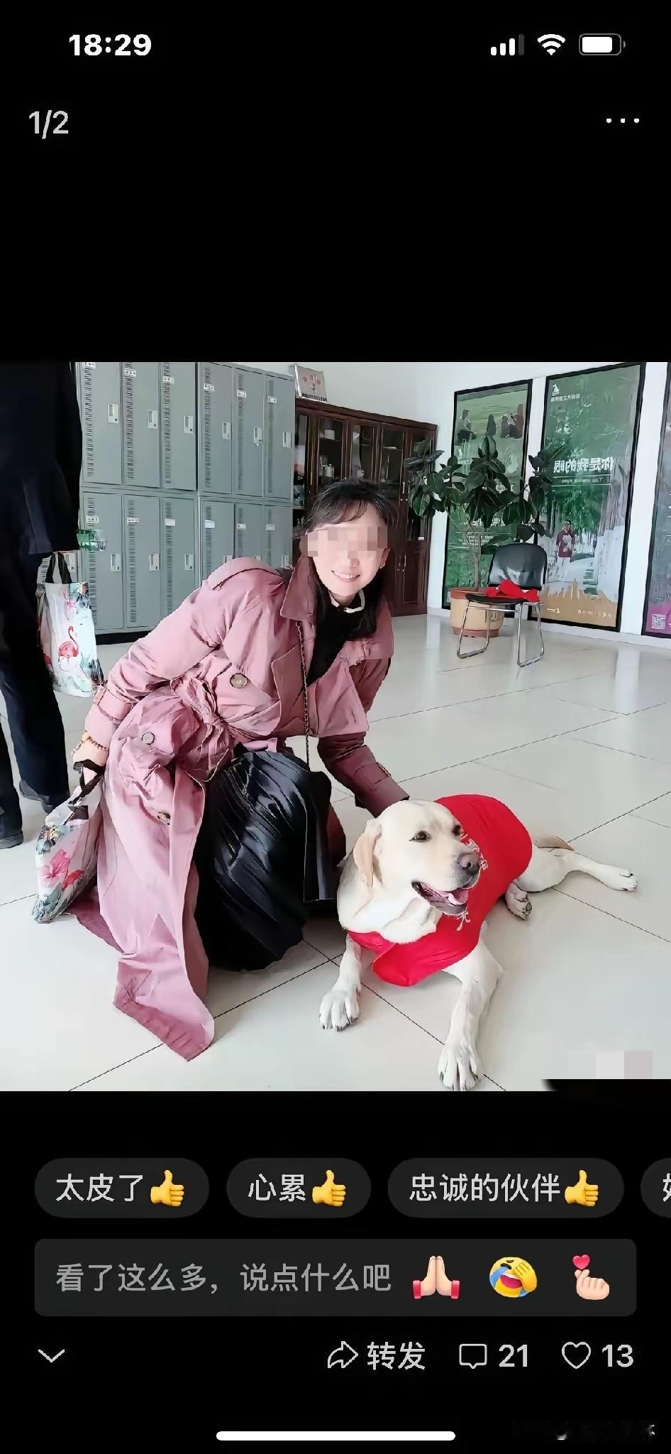 给大连导盲犬基地打了个电话，问芬迪。接电话的人说，它现在比谁都自在。
不是因为有