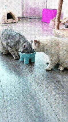 一个饭盆两只猫，你一口我一口互相谦让，这画面太治愈了。

谁能想到，猫咪之间的友