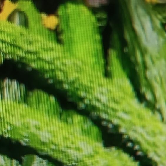 网上说黄瓜是心梗的“催化剂”，这说法听起来挺吓人。黄瓜水分占比达96%，本是夏日