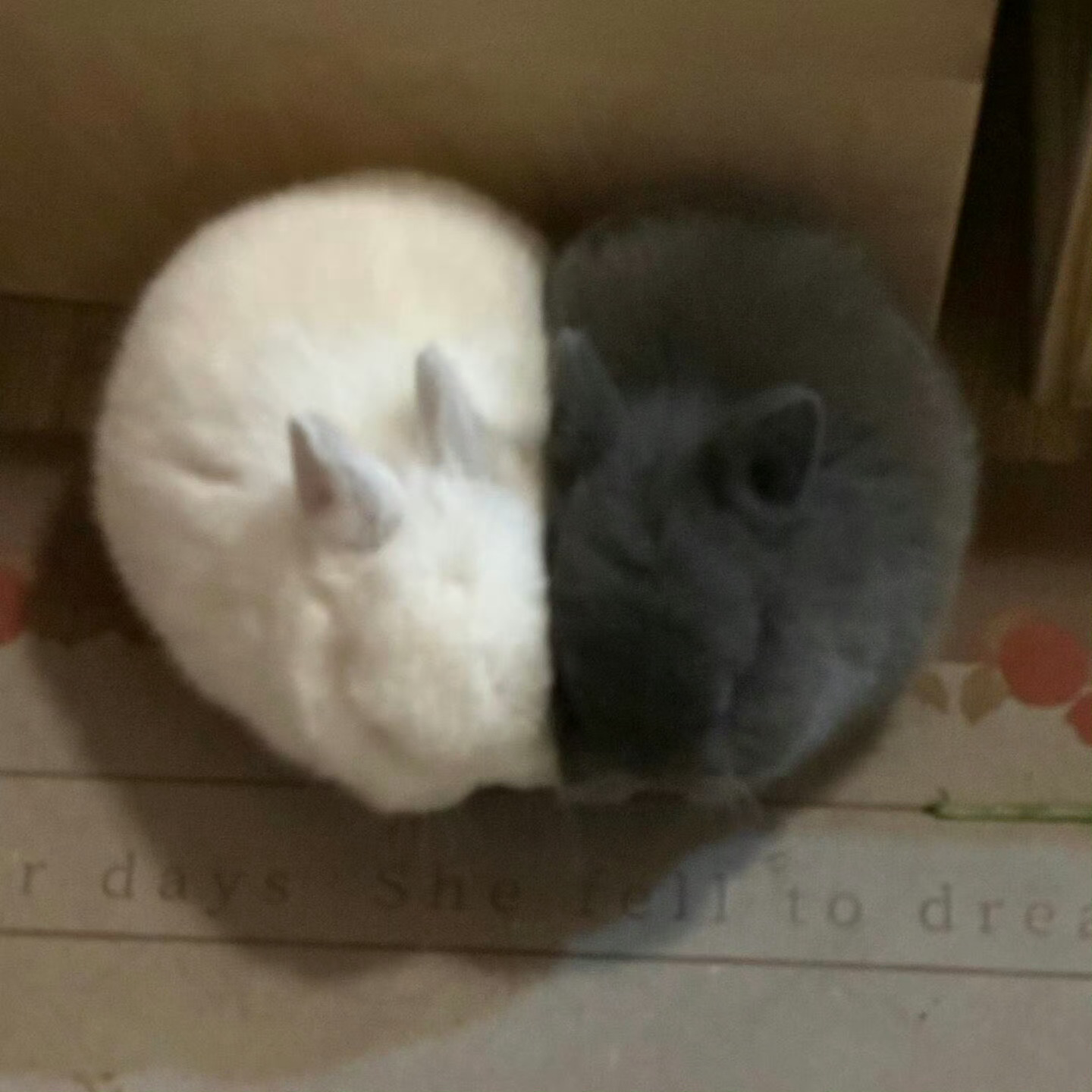 黑白冬阳 