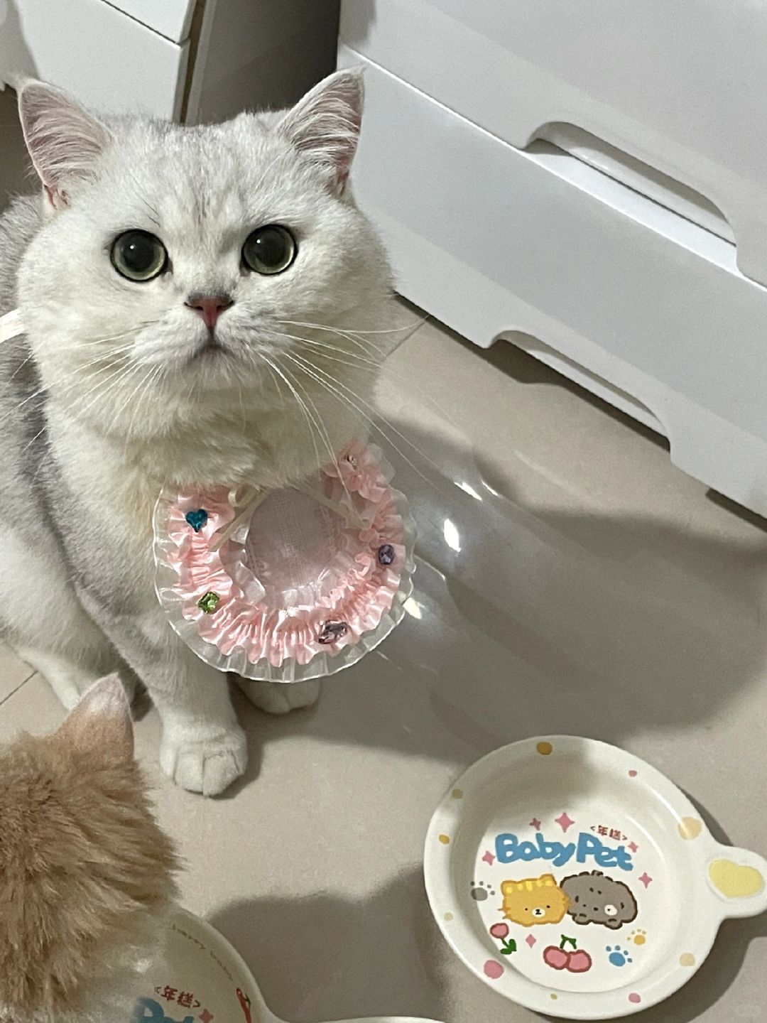 长大真好能有自己的小猫