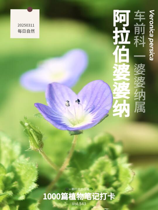 植物笔记543｜被问了无数次的春日小花