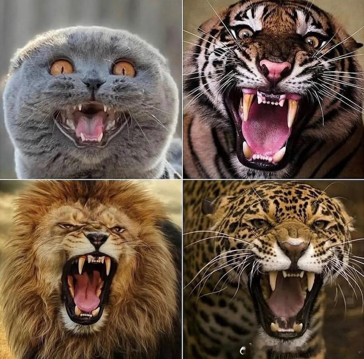 再大也是猫 ​​​