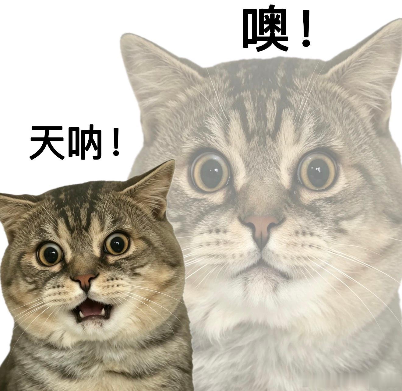 河南三支一扶考试存在规模性组织作弊犯罪我一直以为这种考试都特别的公平，不存在作弊