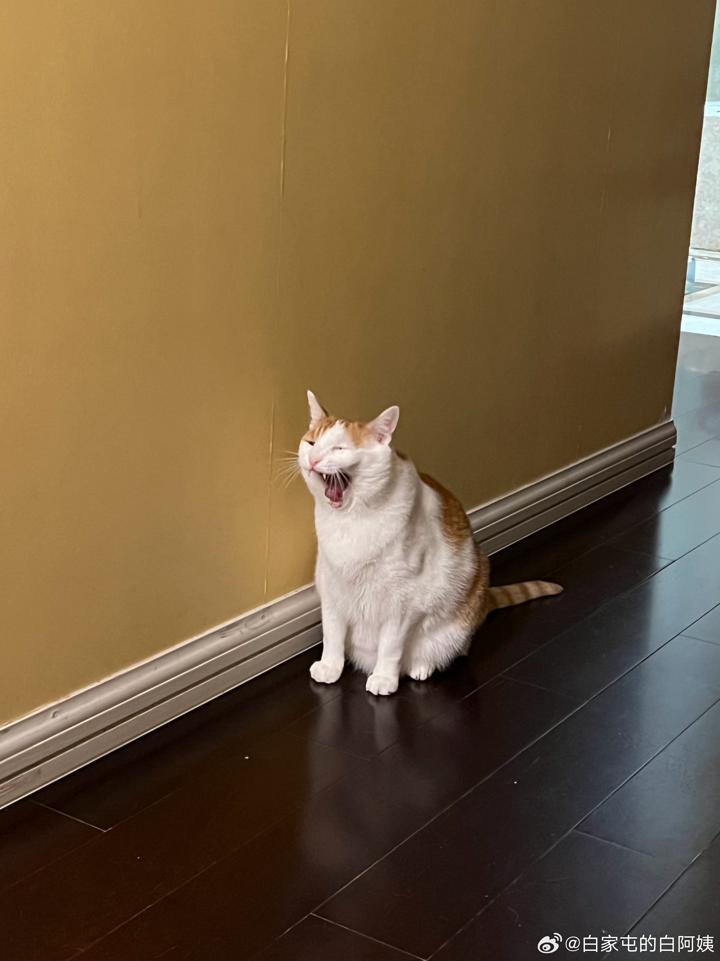 猴猴，把票退了吧，无特殊原因，咱这种领导干部岗节假日不得回家探亲[揣手] ​​​