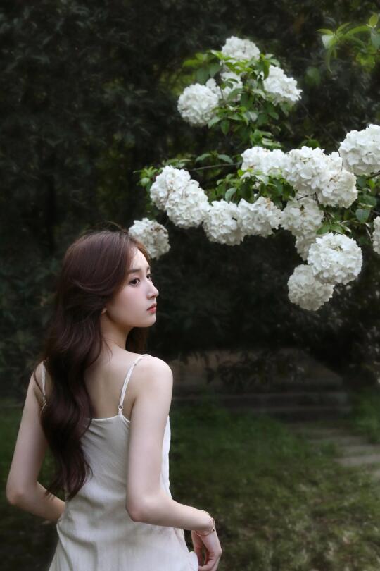 你好四月 绣球花盛开