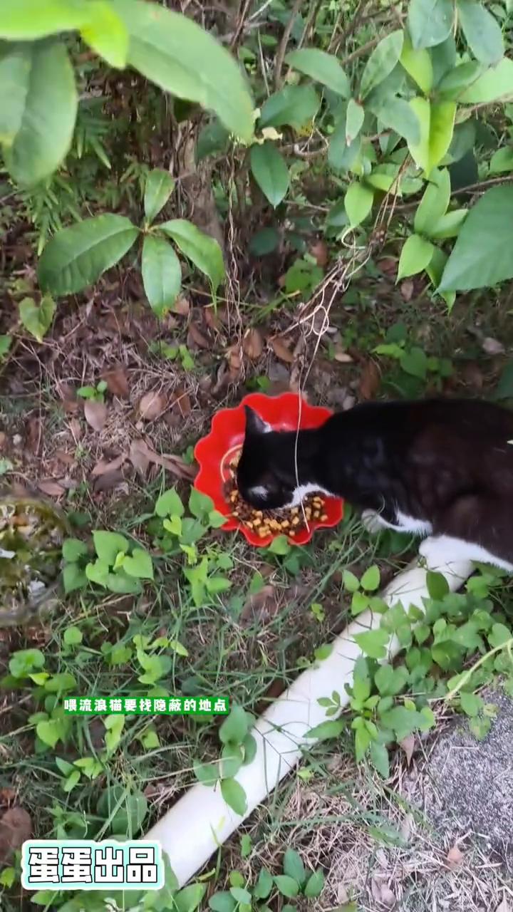 为什么要隐蔽投喂流浪猫？
蛋蛋出品。
喂流浪猫要找隐蔽的地点，放下猫粮和水就离开
