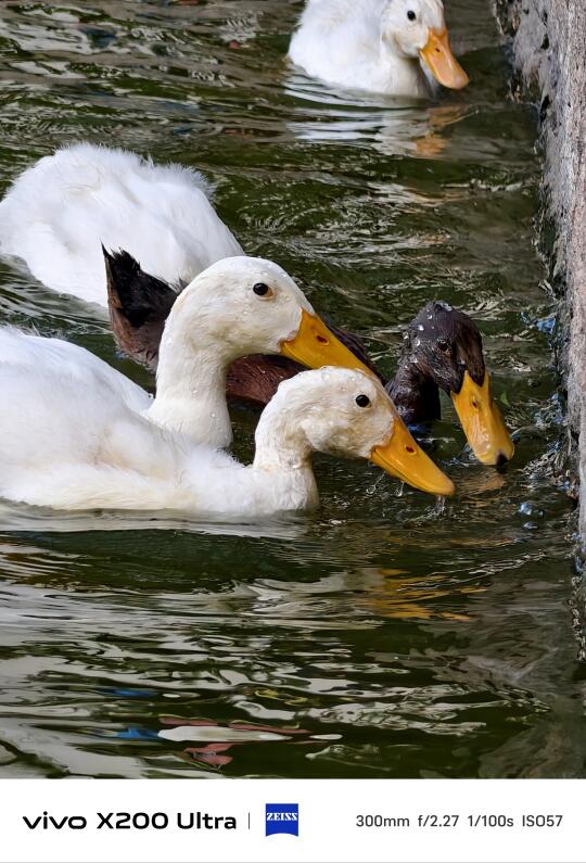✨在森林公园捕捉到的画面📷