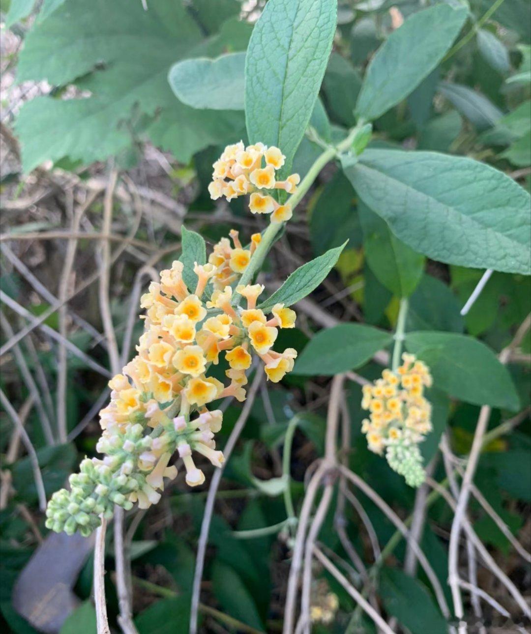 ～365植物心语～ 🌿✨📅 0️⃣6️⃣月1️⃣5️⃣日今日植物：醉鱼草（闭
