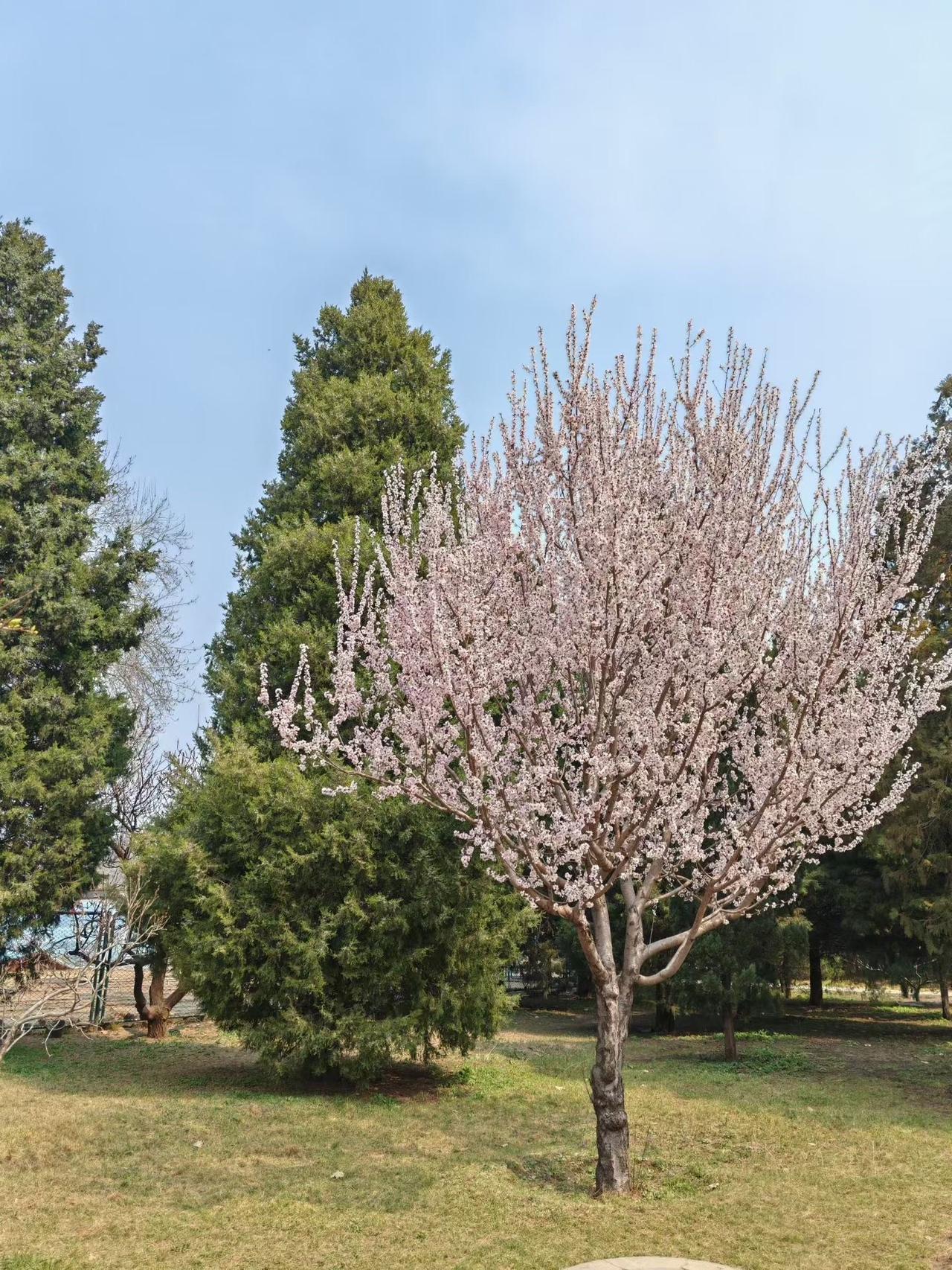阳光正好，微风不燥，我在公园拍下了这张照片，春天的味道，是花香和自由的味道。