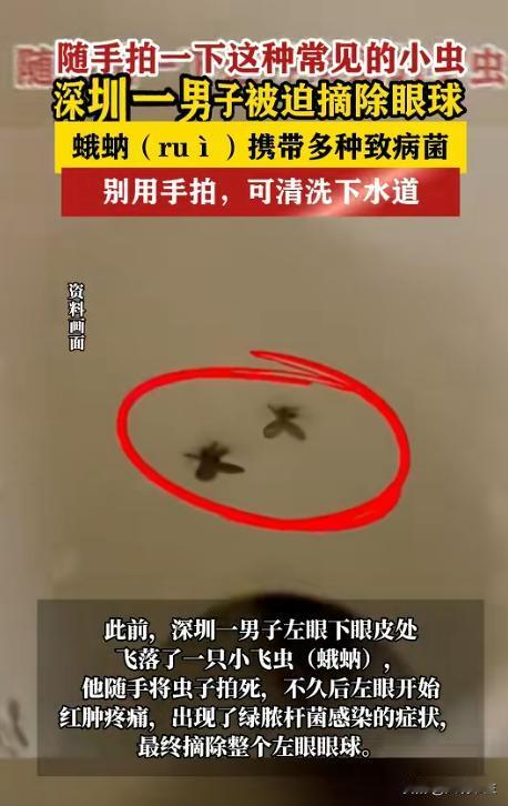 “太吓人了”广东深圳，一男子在卫生间上厕所时，偶然拍死了一只飞落在眼睑上的蛾蚋，