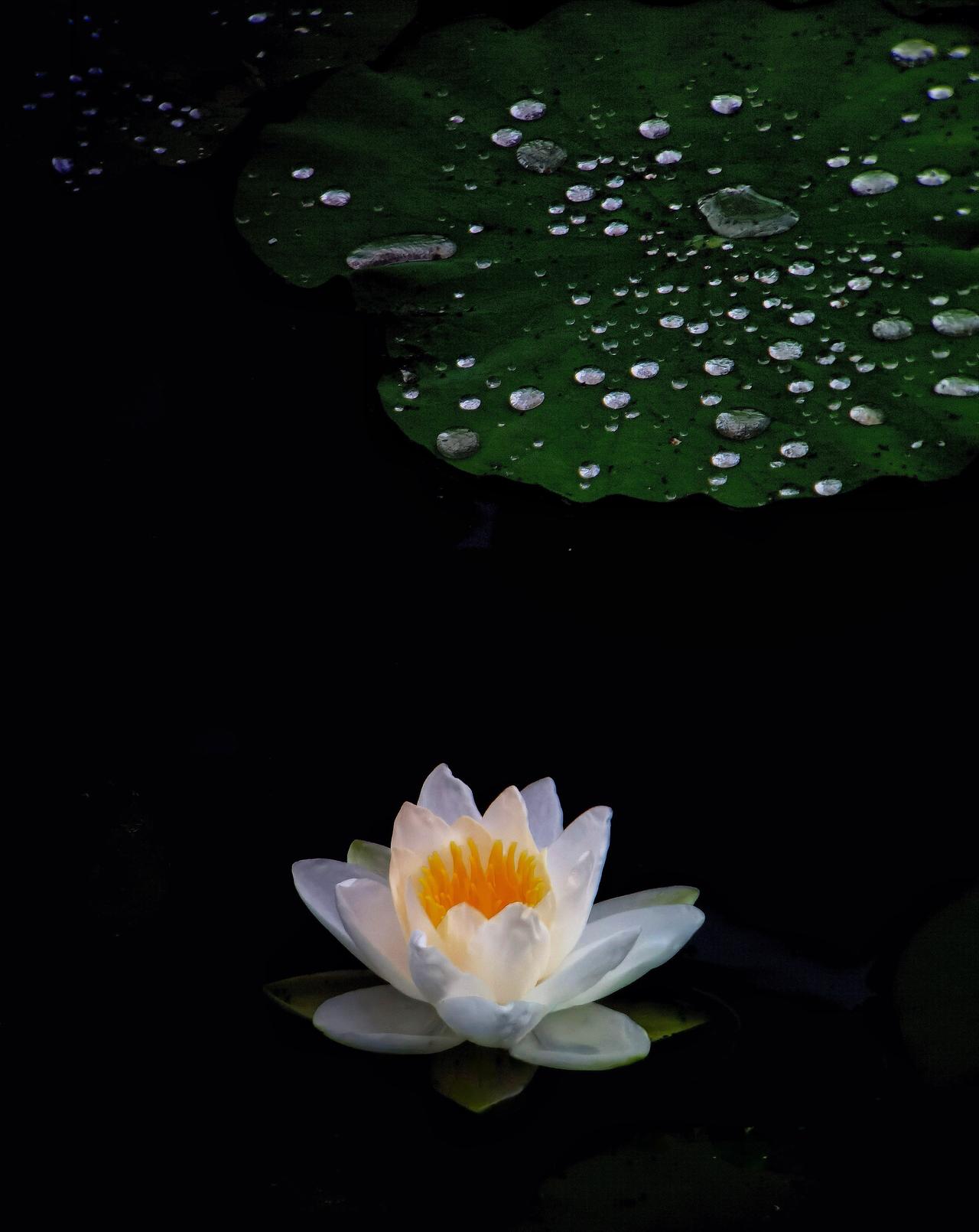 《睡莲》
碧水深藏玉色莲，
露珠点点缀青盘。
幽芳独向清宵放，
不染尘心自淡然。