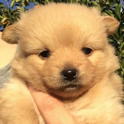 金善旴宇宙无限扩张中 这个金善旴也很像毛茸茸的小狗有木有？