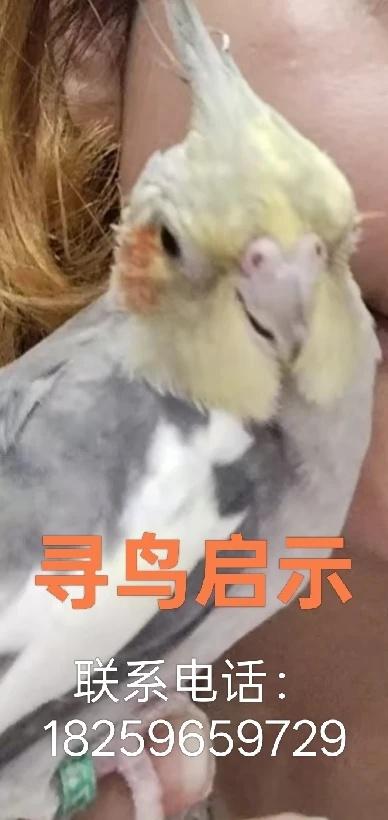 您好！请问您有看到我吗！
我的玄凤鹦鹉丢失了！请有捡到或者看到的人联系我，捡到小