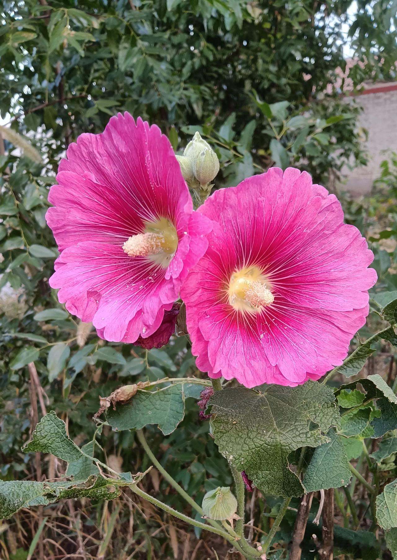 花开如此多娇