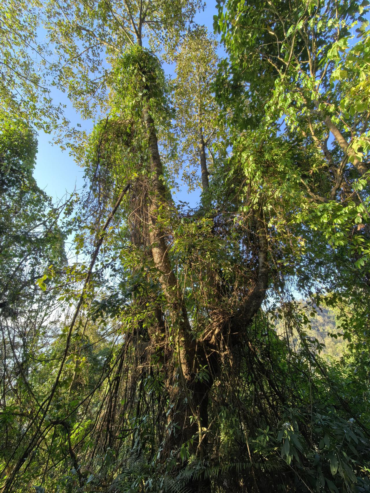 今天只加新了一种鸟！
12日早，气温只有2度。
昨夜还是没睡好，水流声依旧，躲在
