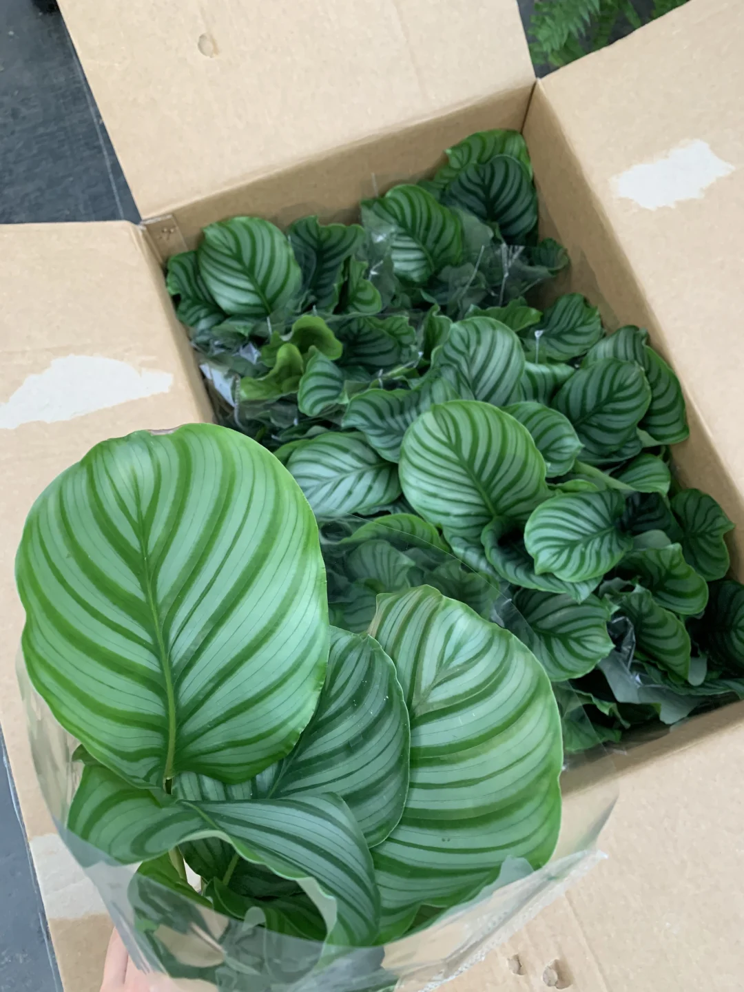 🎋青苹果竹芋 | 自然的清新画卷🎋