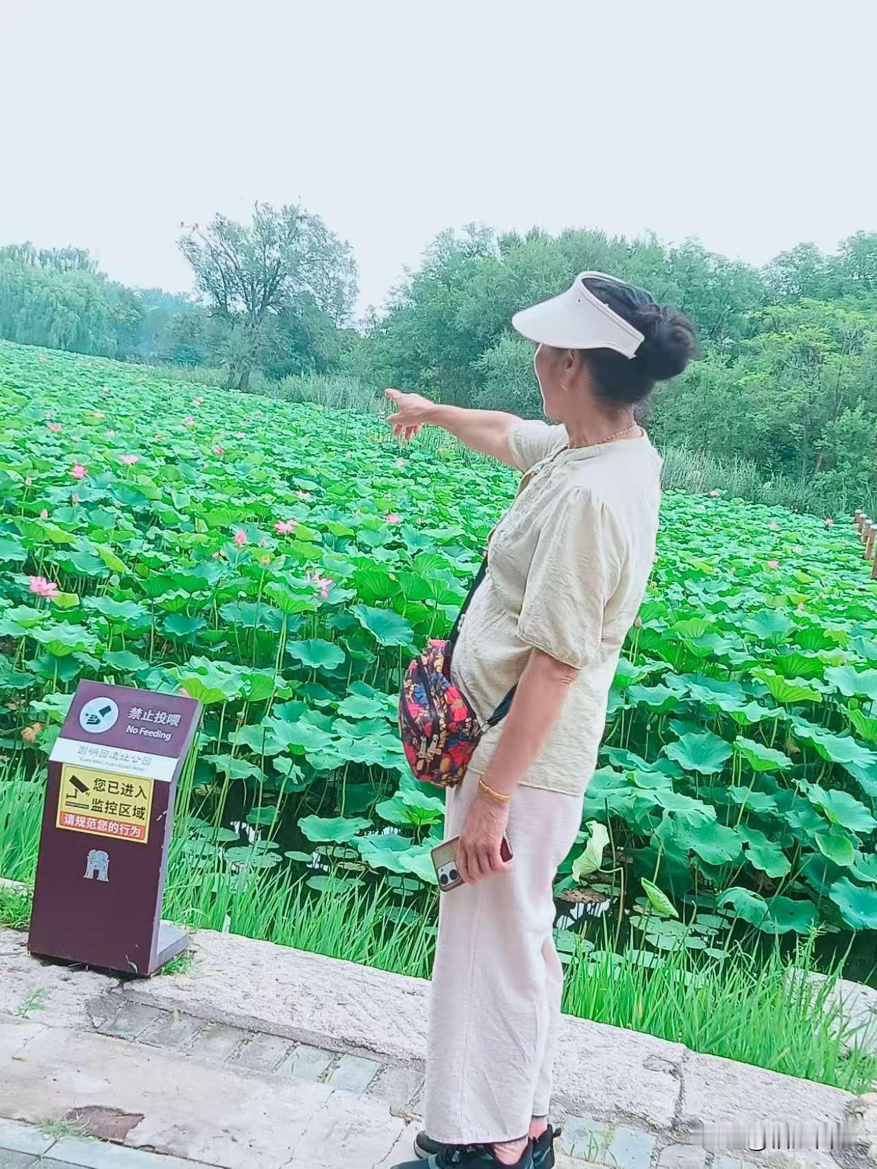 一片片碧绿的荷叶铺满水面，一朵朵荷花亭亭玉立，有的完全绽放，有的还是含苞待放的花