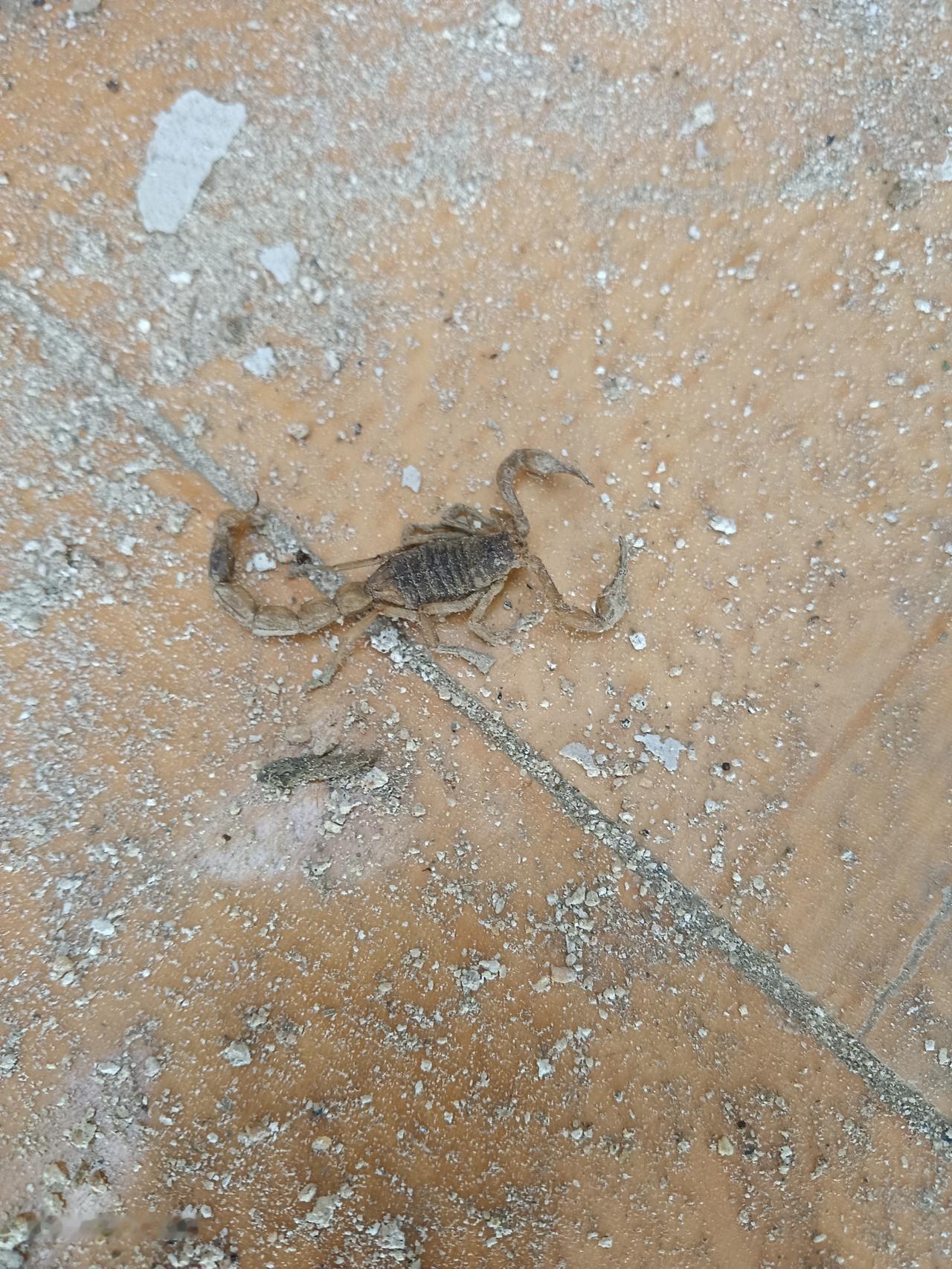 今天在很久没有人住的老房子里发现了这个虫虫，刚开始没敢碰它，怕被蛰了，过了会儿一