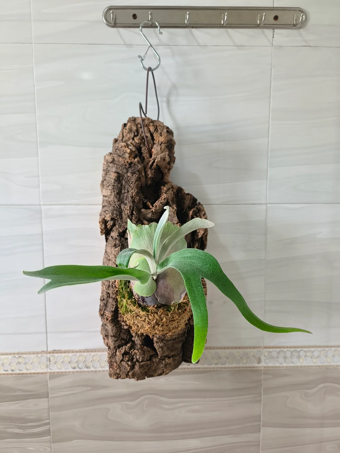 北猴鹿角蕨和侧芽