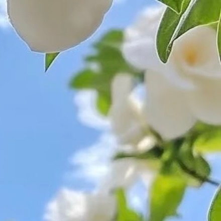 0000栀子花种植方法：1. 选种与土壤：栀子花喜酸性土壤，新手建议直接购买带土