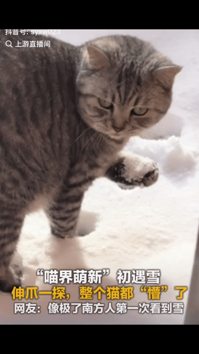 解释不清了！女子养了一只狸花猫，早晨起外面下雪了，她看见猫一直蹲在门口不走，就把