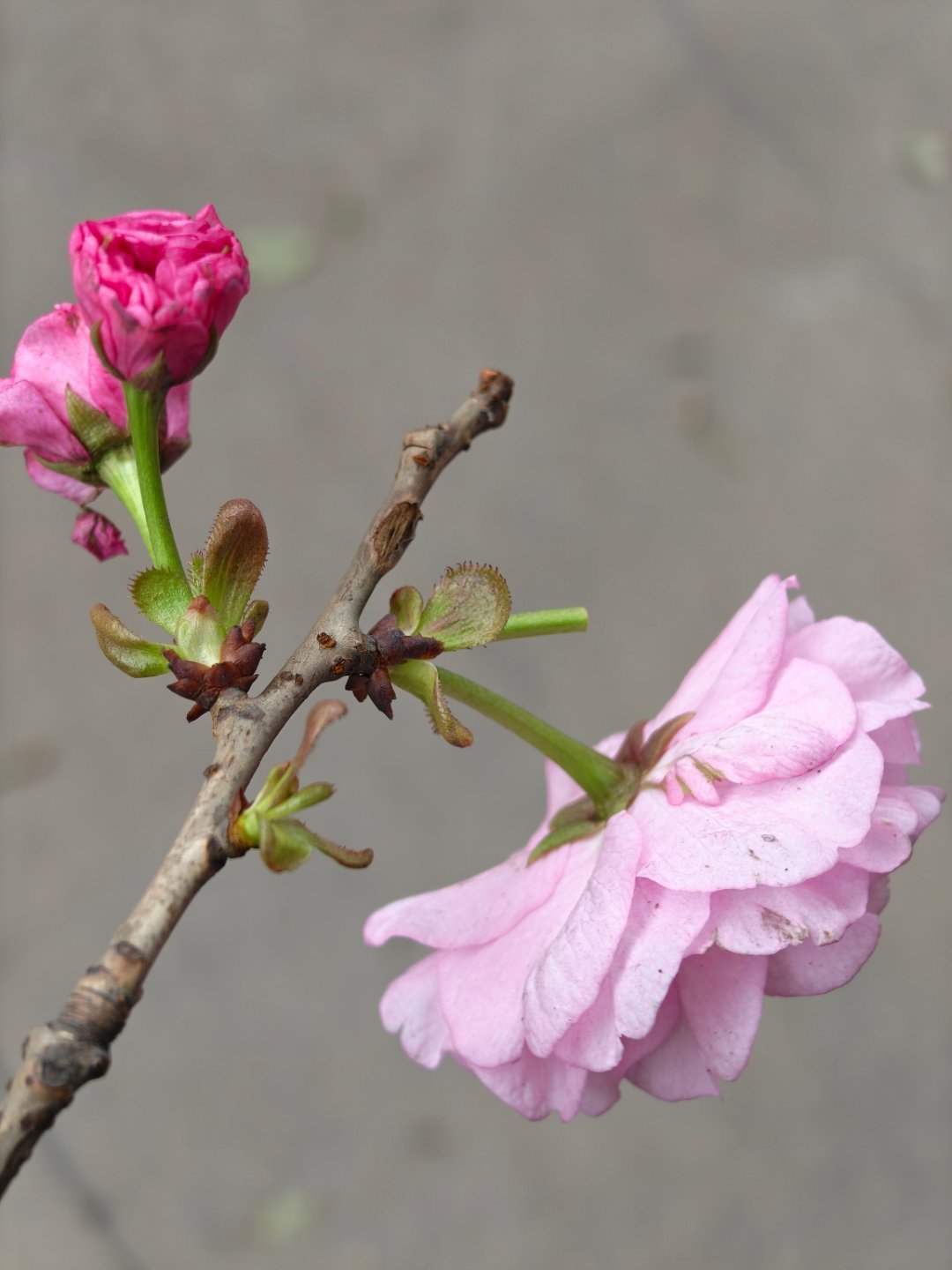 樱花开了，继续努力搬砖每天早起打卡