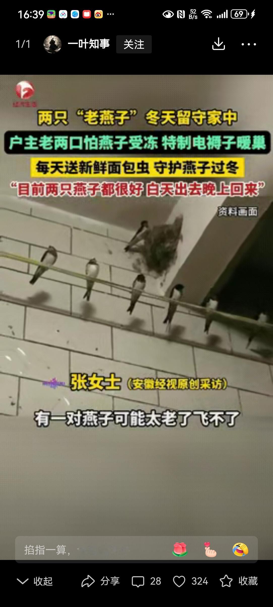 万物皆有灵！河北保定，两只老燕子无力南飞，其他燕子站成一排依次告别，户主老两口看