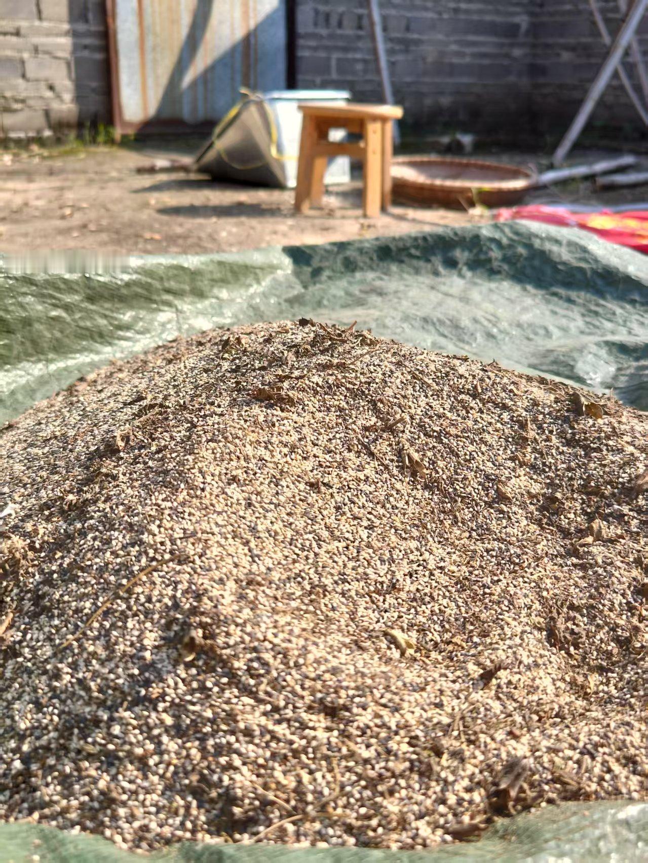 我家今年也种了芝麻，这一大堆是我种的，有黑色的，有白色的，都混在一起了，我是今年