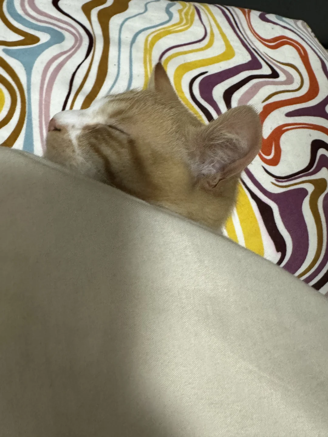 你是越来越不把自己当小猫了！还要枕枕头