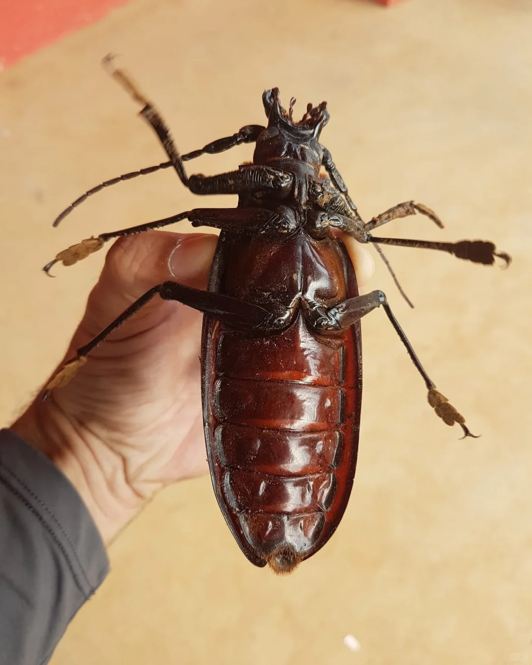 这个不是大蟑螂，是泰坦天牛Titanus giganteus ©美国国...