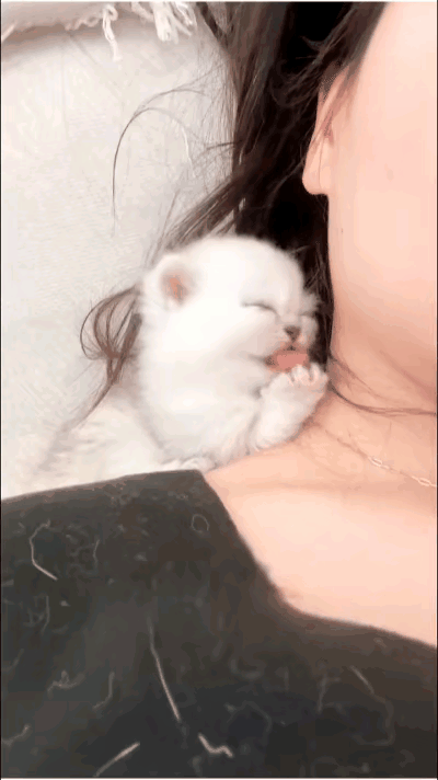 网友邻居家的姐姐，新抱回一只超可爱的小奶猫，小家伙刚到家就认准了主人，寸步不离地