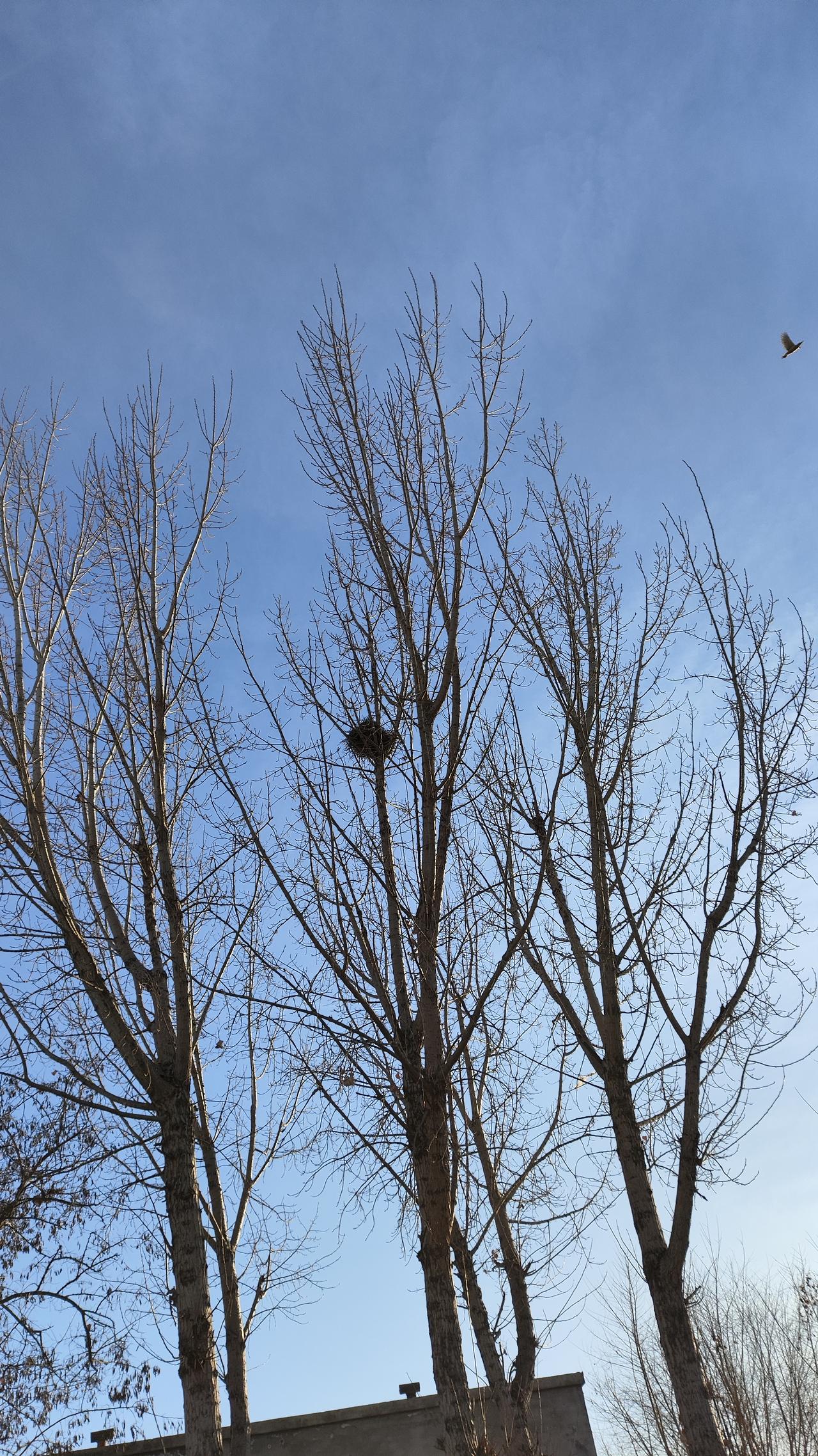 村子里的天空，有树有鸟有月亮。

今天天气真不错，还不到4点，天上都能看到月亮了