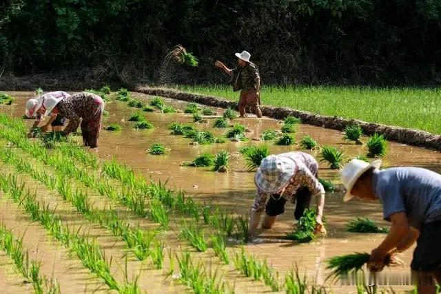 农民水田插秧苗，

时间宝贵咱勤劳。

没有生意不求官，

………请续尾句。
