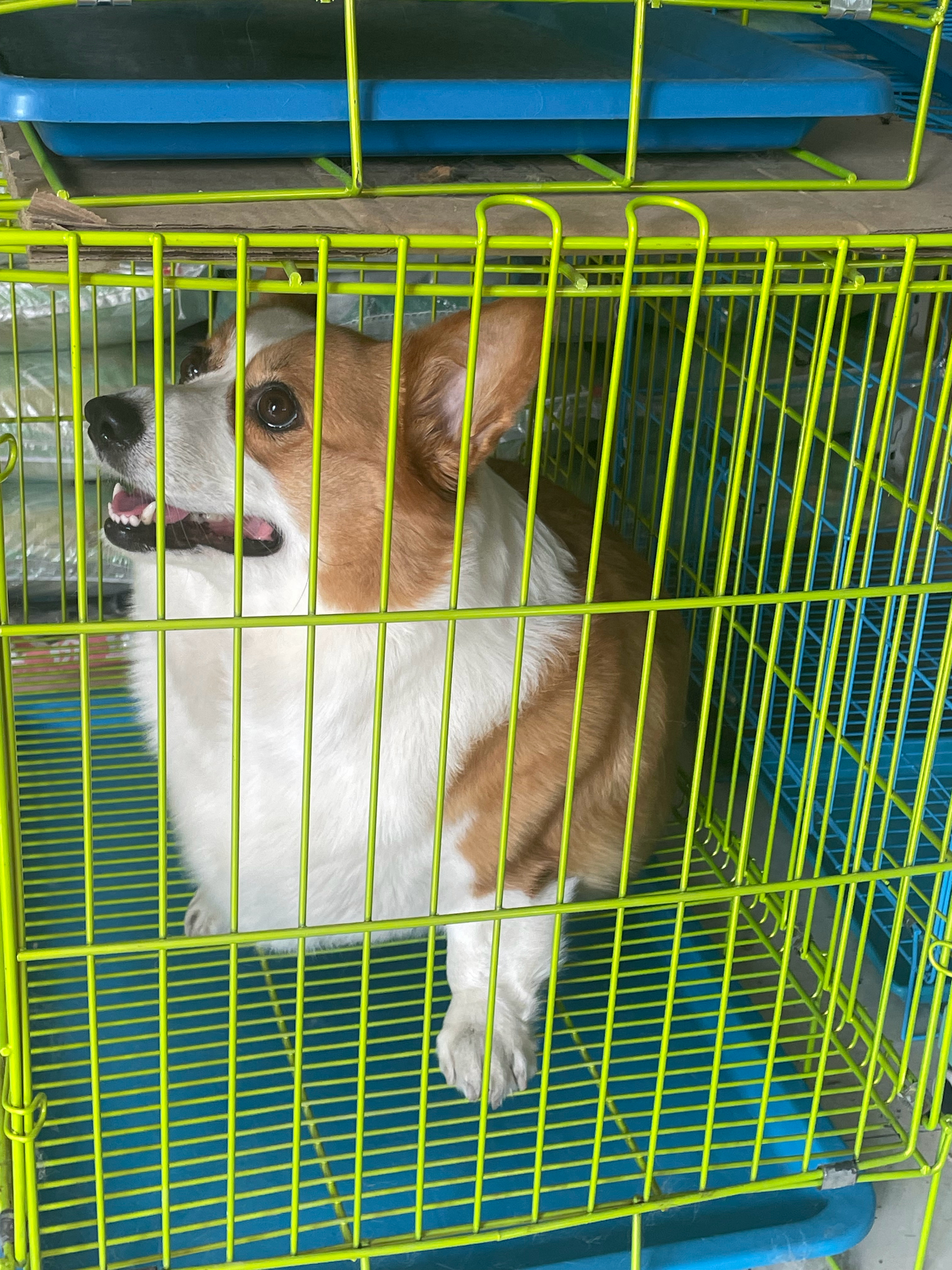 等待洗澡的小狗 