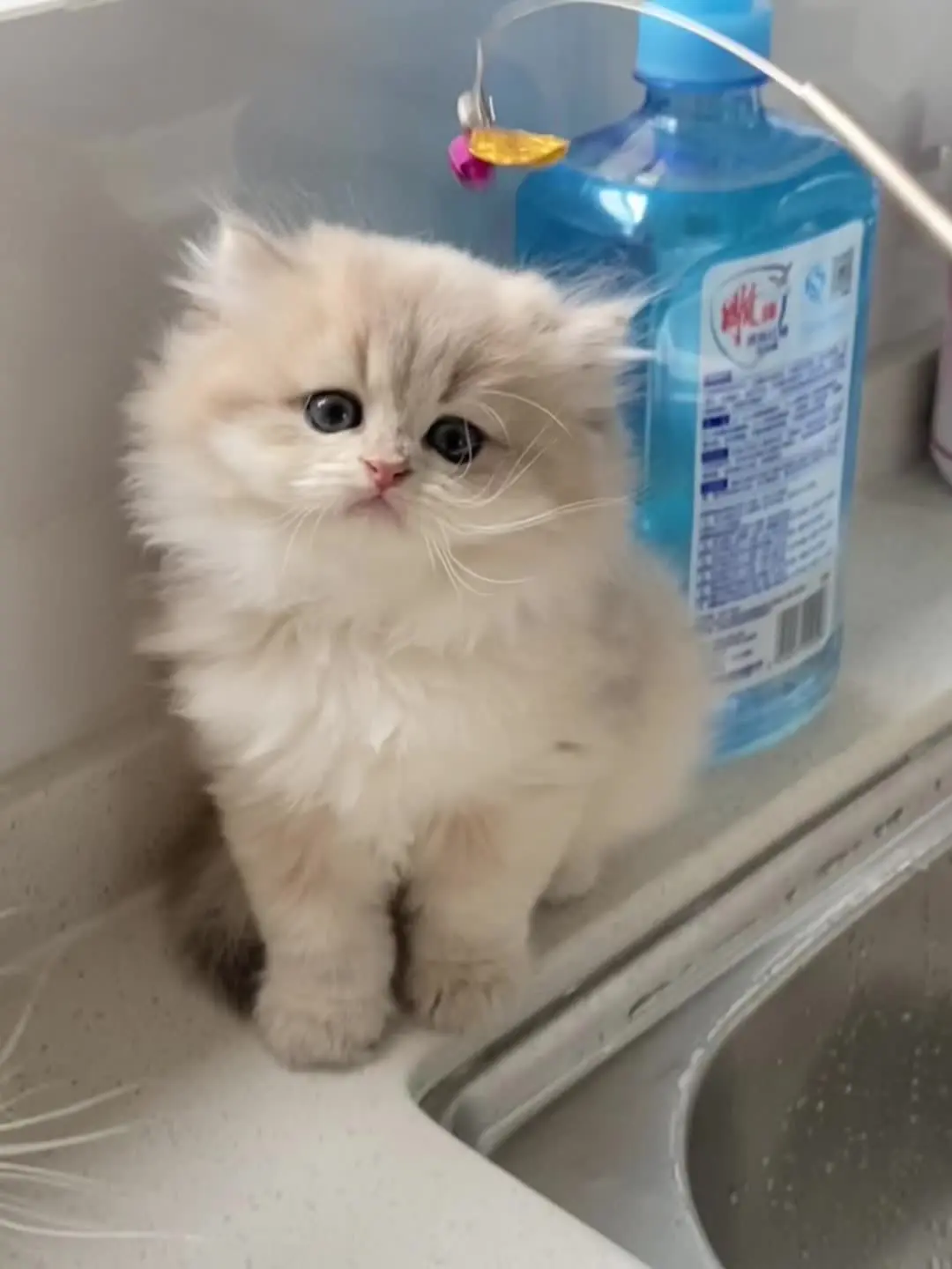 一部分漂亮小猫🐱