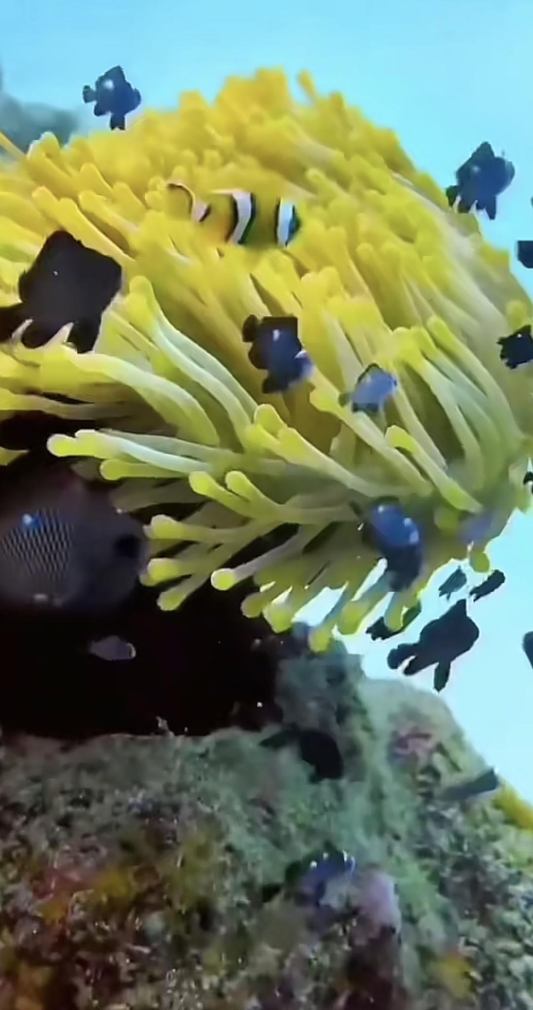 五彩缤纷的海底世界，潜水爱好者的天堂😍海底世界 风景 海底世界奇遇