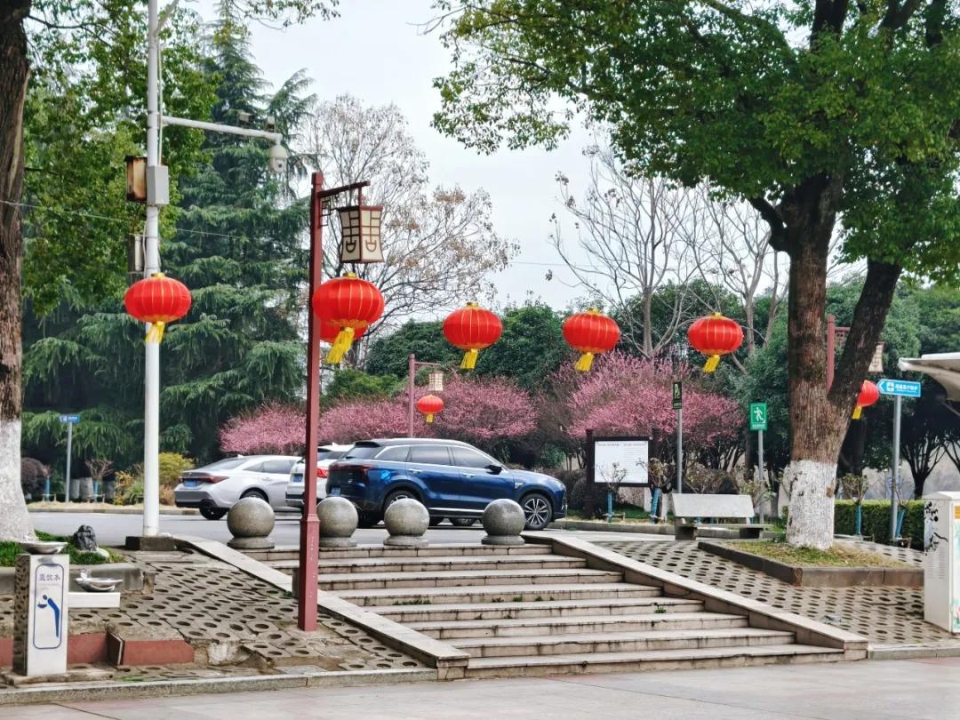 年味正浓 满城“绿意”迎新春