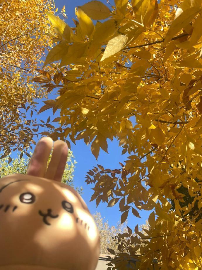 见一面吧 在浪漫的秋天🍂 