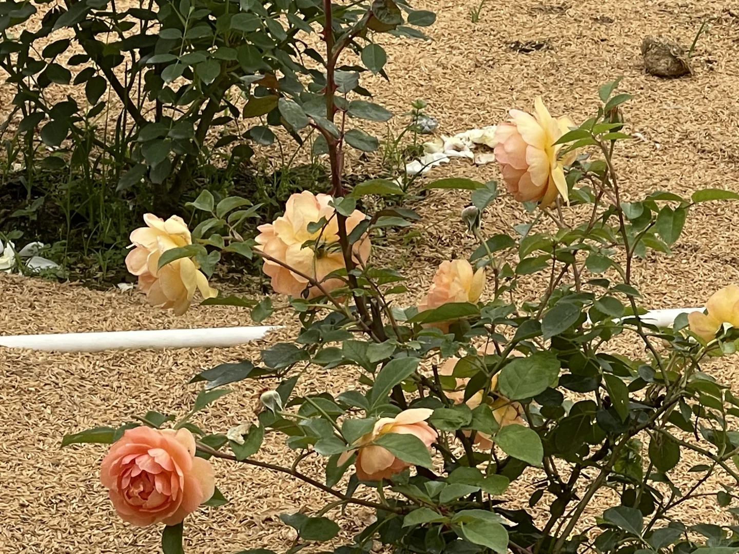 帕特奥斯汀