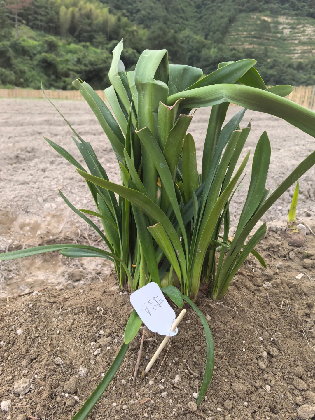安吉拉坨坨种好
