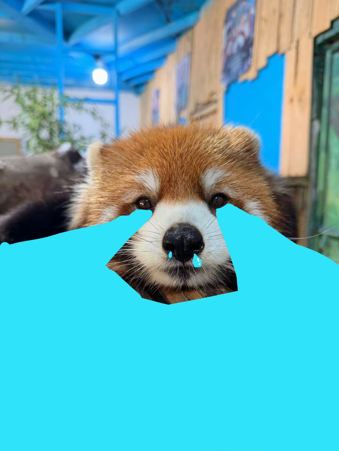 分享图片 ​​​