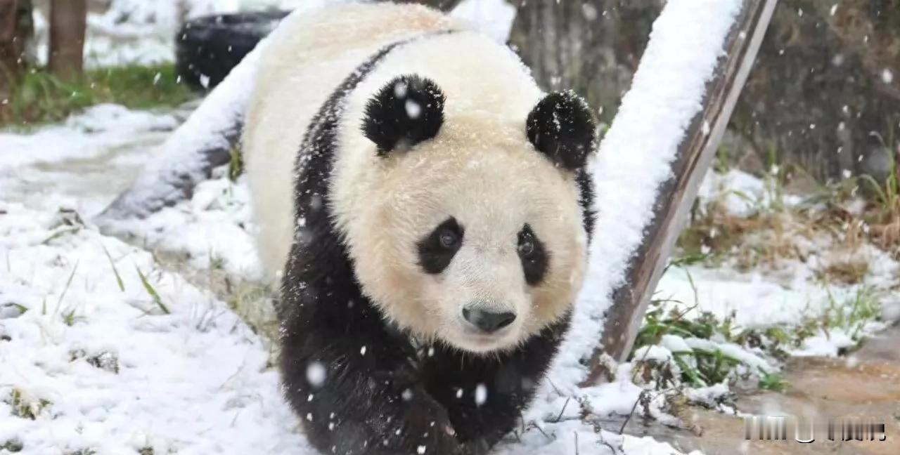 熊猫要被“送去日本”？赖清德敢干吗！
最近，日本一些政客把主意打到了台北动物园的