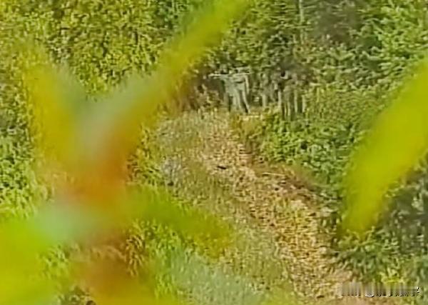 1988年，中国解放军第15侦察大队3连深入越南境内，满组织了一次成功的抓俘虏行