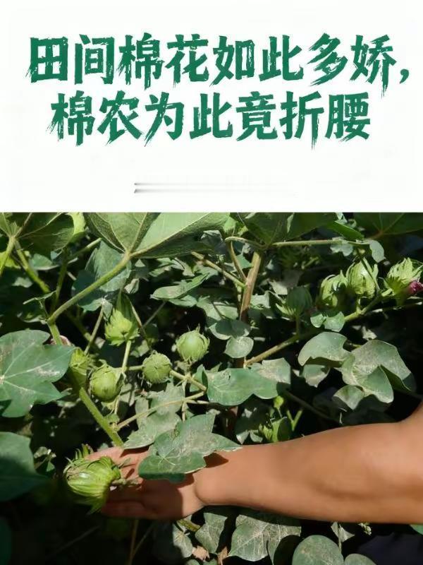 单株结铃量超高，还有一苔4个的！先看看 一个品种好不好，得先观望——不只是看现在
