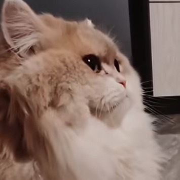 非常难哄的赌气小猫 喵喵！泥豆变2d猫啦！ 