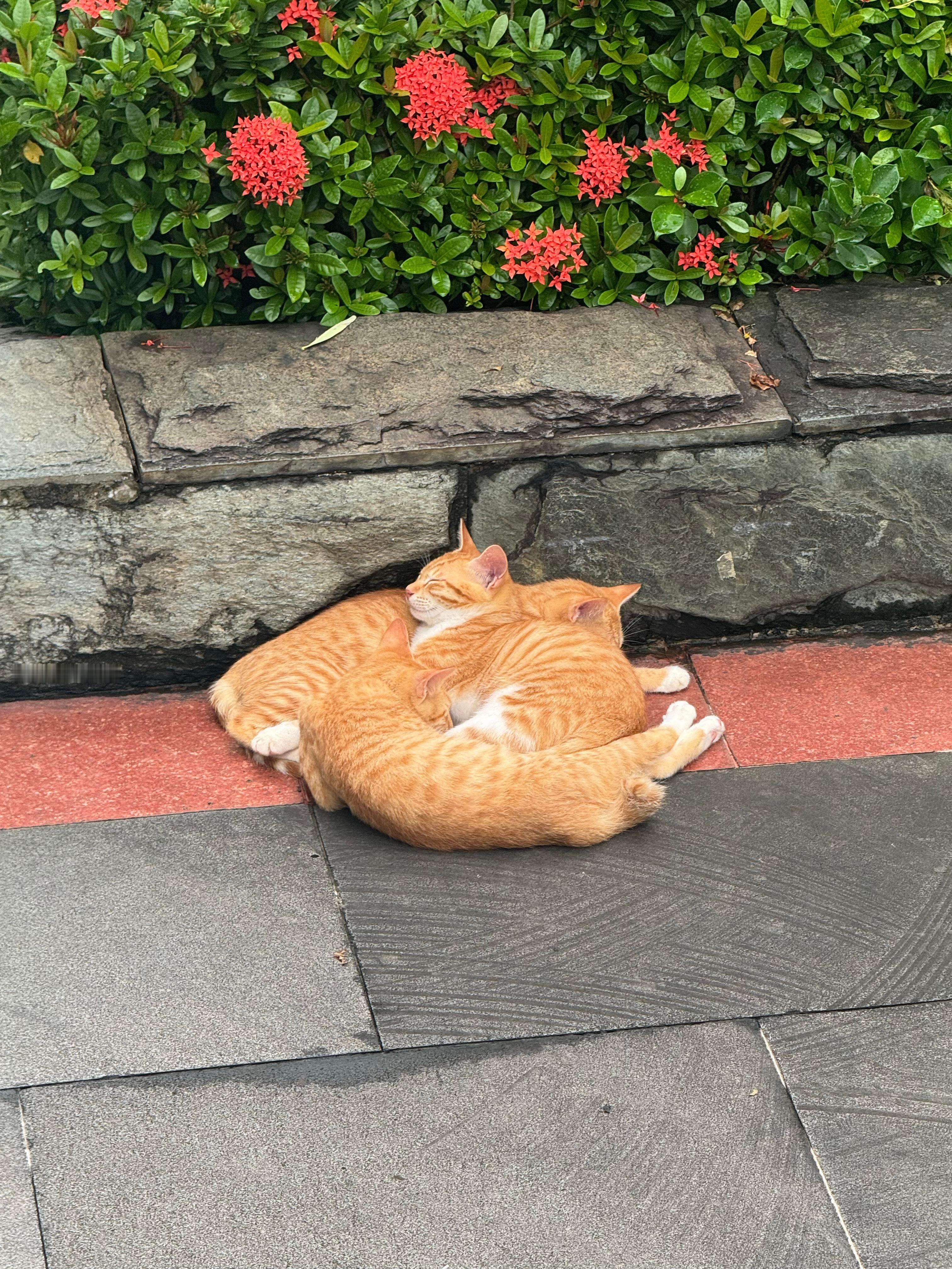 今天宣布个新身份——小猫御用摄影师（好想挤进去跟它们一起睡，太萌了妈耶） 