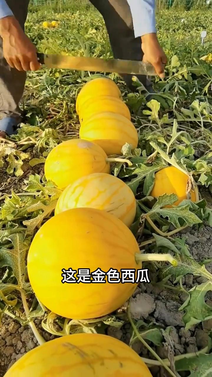 ·这西瓜我朋友吃得起吗？吃不起。这是绿色西瓜，一个要卖200块。这西瓜我朋友吃得