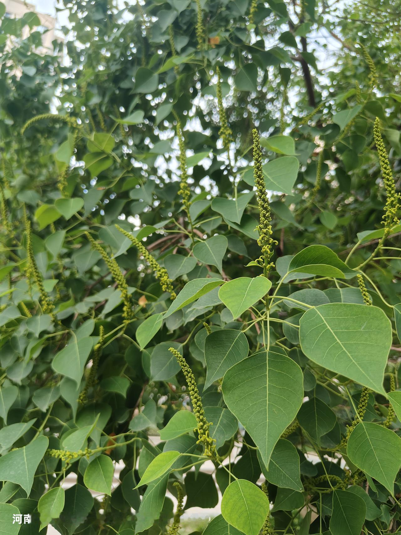 这是什么树，花很有特点