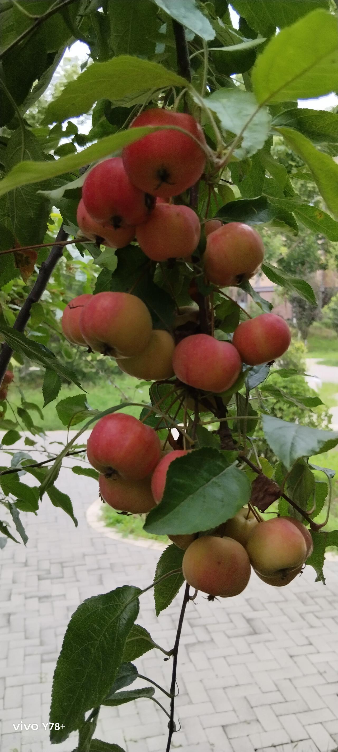 今天我们这里逢大集，临沂市莒南县十字路大集，遇到了两件奇葩事，一件是骗，一件是偷